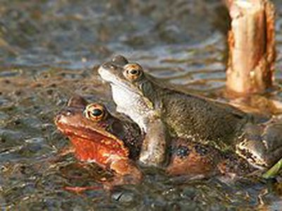 Faut-il faire des habitants de Noiseau une espèce protégée au même titre que les grenouilles rousses ? Wikipedia