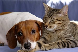 Votre chien ou votre chat souffre de la chaleur